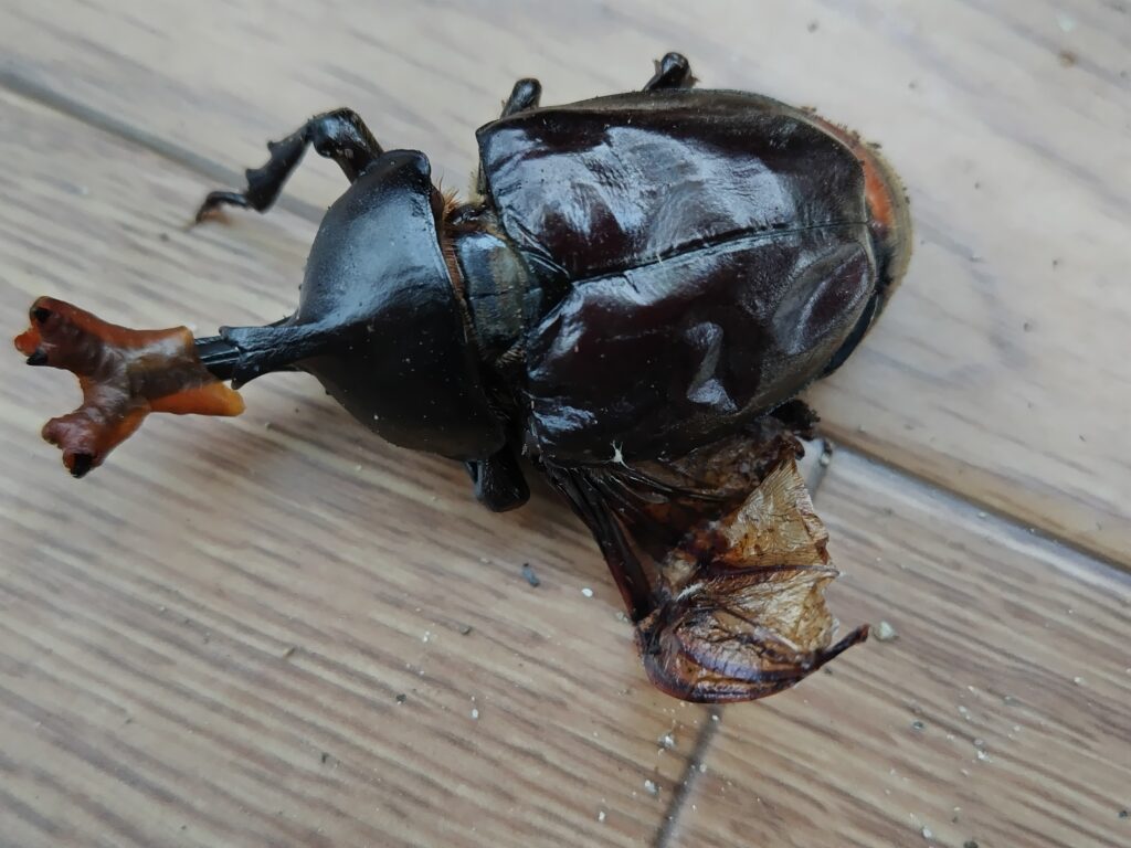 カブトムシ 蛹 化 失敗